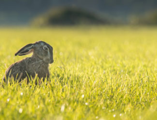 Strengthening of Polish Veterinary Administration