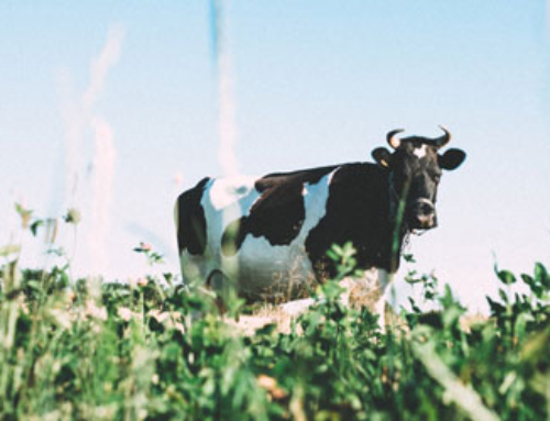 Strengthening Israeli Veterinary Services