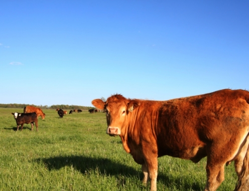 Capacity Building in the Area of Live Animals and Food Products – Croatia