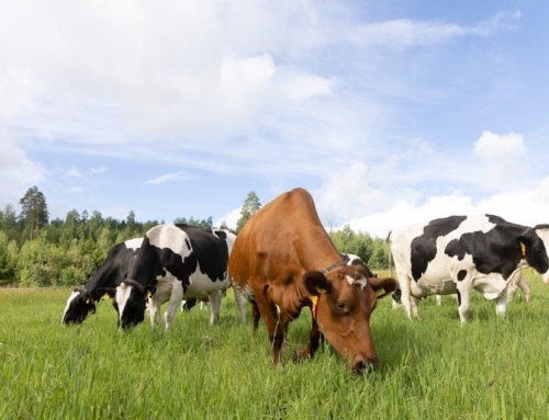 Climate Finance demand for Sustainable Livestock Development (Uzbekistan_AFD)